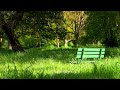 3 Hours Relaxing Piano Music Mix In Forest 🎵 Morning Music, Meditation Music, Positive Music