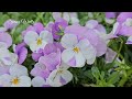 봄의 왈츠 🌸 Spring Waltz 🌼 4K 영상