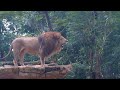 Auman si Raja Hutan Singa Jantan di Kebun Binatang Bandung (Lion Roar in Bandung Zoo)