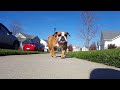 English Bulldog running (slow-mo)