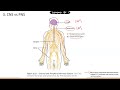 TEAS 6 vs 7 Nervous system part 1