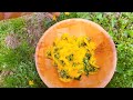 Picked some dandelions for my cute baby bunnies #bunnies #dandelions