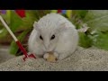 Tiny Dwarf Hamster Treasure Hunt - Starring Dumptruck & Porkchop