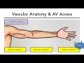 Hemodialysis Access 101 02 - Vascular Anatomy & AV Access