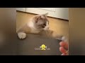 New Funny Animals 2024 😛 Funniest Dogs and Cats 😻🐶