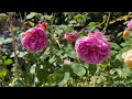 12 best Repeat Flowering David Austin Roses Part 2 (2023)