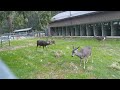 Deers in the horse barn in Yosemite Valley.