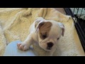 Baby English Bulldog Puppies