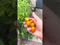 Ep655: 1 y old Chihuahua: pick some tomatoes at backyard