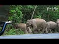 ช้างป่าเขาใหญ่ งดงามที่สุดในโลก มรดกไทย มรดกโลก #คนหลงป่า #ช้างป่าเขาใหญ่ #wildlife #มรดกโลก
