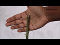 Grow curry leaf plant from cuttings | कढ़ी-पत्ते का पौधा गमले में लगाएं ( with update )