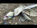 Spill Umpan, dan Cara Mancing Casting Menggunakan Umpan Minnow Replika 8 Gram di Pinggiran Pantai