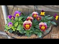 How to Grow Pansy from Seed in Pots or Containers 🌸
