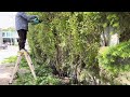 덥수룩한 앵두나무와 쥐똥나무 울타리목 가지 정리