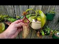Huge spring tour of my backyard nepenthes collection!!!