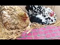 2 hen 24 egg harvesting for chicken
