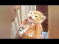 🐶😂 So Funny! Funniest Cats and Dogs 2024 🐱🐈 Funny Animal Videos 2024 # 0