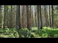 4K Relaxing Forest Ambience | Finnish Forest Sounds, Birds Singing | Nature Video Relaxation