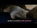 Bunny flopped over sleeping 💤