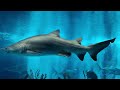 Odysea aquarium part 2 #aquarium #marine #marinelife #fish #shark #sea #seaanimals #aquaticlife