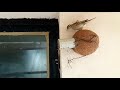 How to protect sparrow from bigger birds, good solution, save sparrow birds