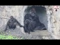 Gorilla Daddy played with sons in different ways|D’jeeco|Jabali|Ringo|金剛猩猩迪亞哥和Jabali,Ringo玩