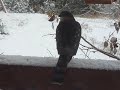 Hawk on the Deck