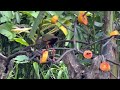 Rare Gray-cowled Wood-Rail antes - Gray-necked Wood-Rail bird feeding in Costa Rica