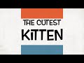 The Cutest Kitten
