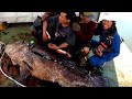 🔴#VIRAL||MANCING DI MUARA DAPAT IKAN KERAPU BERAT 184 Kilo.