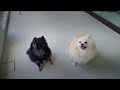 @ adorable dogs# short video
