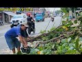 Vua Khỉ cưa cây Bàng Nhớt , nhánh dài ra hết ngoài đường lộ lớn Cutting tree