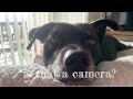 When She Sees The Camera | Dog Video Diaries