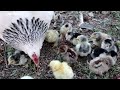 She laid 21 eggs to the hen, 19 chicks came out of them. She is a wonderful mother
