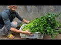 3 Super easy ways to grow celery at home with plastic bottles, large plants and quick harvest