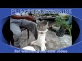 How to make bonsai pot with jut bag or coarse cotton cloth and cement