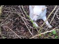 Amyjo removing geranium hedge