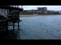 Pelicans Dive for Dinner at Redondo Beach Pier
