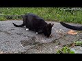 Hungry Stray Cats Love the Food Lady - Feeding Stray Cats