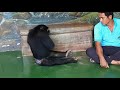 How busy.................Take Small Chimpanzee  to dad