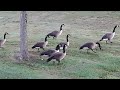 family of geese by the street