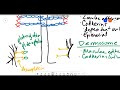 Cell Junctions Review