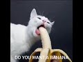 Banana Man AI Cover
