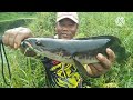 MANCING TOMAN // TOMAN AIR HITAM