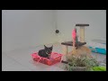 😍 Cute and funny animals video compilation 🤣 Best Funniest Catss Video 2024 😆