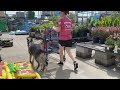 German Shepherd Public Manners Training 