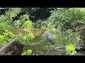 Hummingbird Photo-bombs Video of Blue Heron Eating a Fish!  Super Close-up!