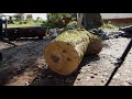Sawing Logs From Around my New Neighborhood