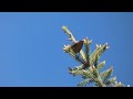 Northern Oriole (Baltimore Oriole) Perched in Tree Video