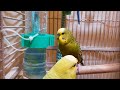 Hot footages of my lovely parakeets chirping. 3 Hr handsome male’s unique love songs to females.